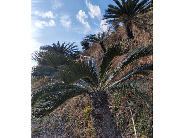 �\�e�c�̋u_�ό��_�R �]���Ԋ}�R