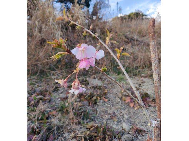 �����傫���Ȃ�Ƃ����Ȃ�_�ό��_�R �]���Ԋ}�R