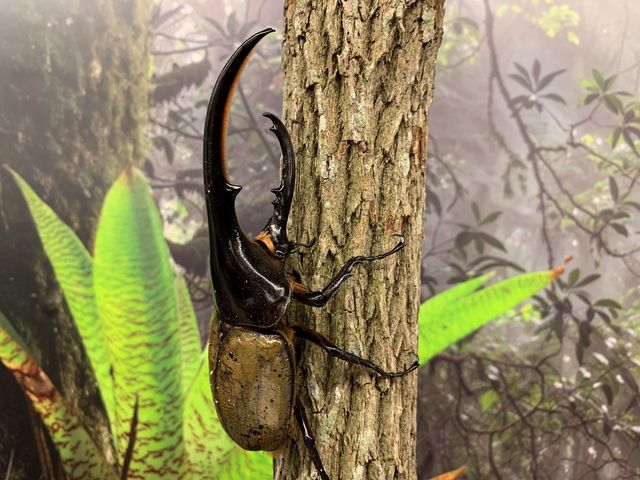 �ނ��Č�����ڂ�����̍� ����