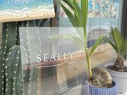 SEALLY.̎ʐ^3