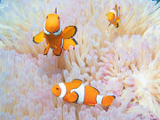 Hangout Divers̎ʐ^3