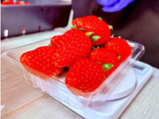 �ό��_���X�}�C���t�@�[���̎ʐ^4