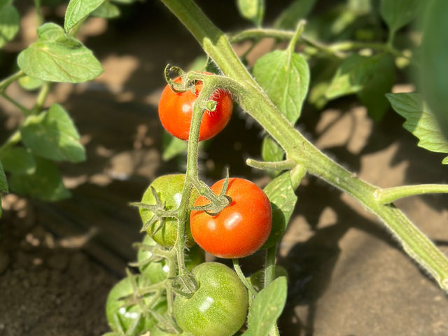 �����₳�����n�̌��_�� ���Δ_��