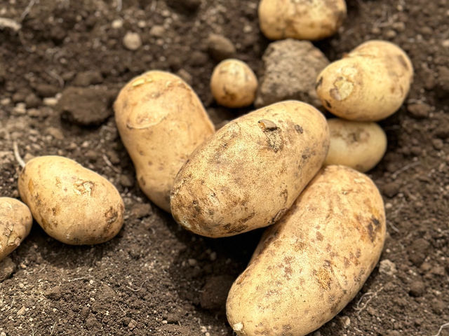 �����₳�����n�̌��_�� ���Δ_��