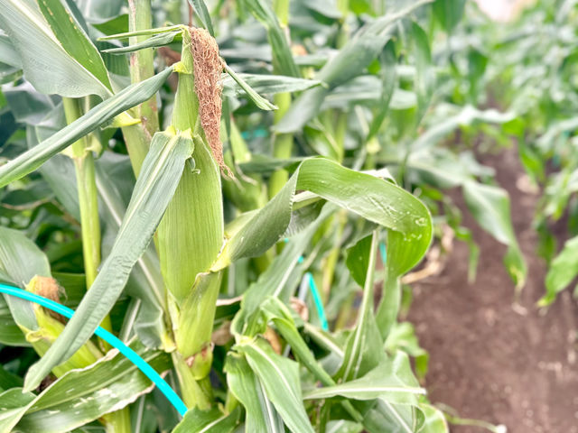 �����₳�����n�̌��_�� ���Δ_��