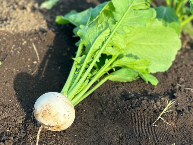 �����₳�����n�̌��_�� ���Δ_��