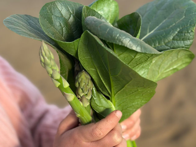 �����₳�����n�̌��_�� ���Δ_��