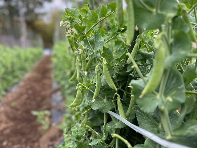 �����₳�����n�̌��_�� ���Δ_��