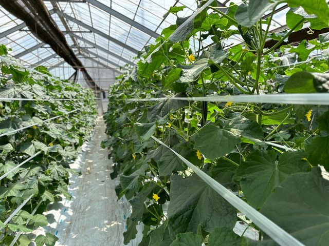 �����₳�����n�̌��_�� ���Δ_��