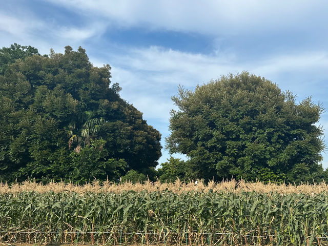 �����₳�����n�̌��_�� ���Δ_��