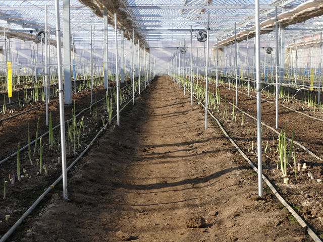 �����₳�����n�̌��_�� ���Δ_��