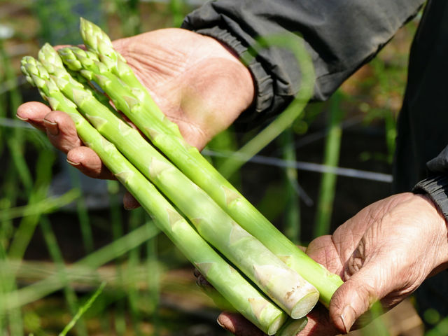 �����₳�����n�̌��_�� ���Δ_��