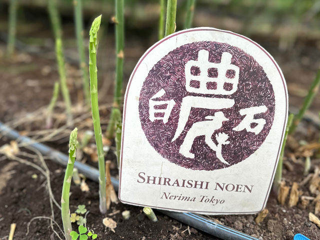 �����₳�����n�̌��_�� ���Δ_��