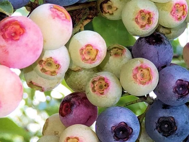 嗱ŊÂu[x[30iȏ͔|Ă܂B_BBaseFarmɓ(r[x[Xt@[Ci)