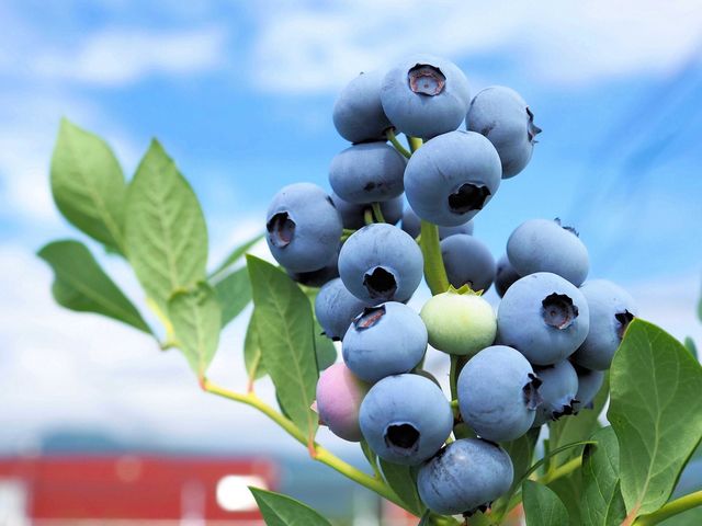 �嗱�ŊÂ��u���[�x���[��30�i��ȏ�͔|���Ă��܂��B_BBaseFarm�ɓ�(�r�[�x�[�X�t�@�[���C�i)