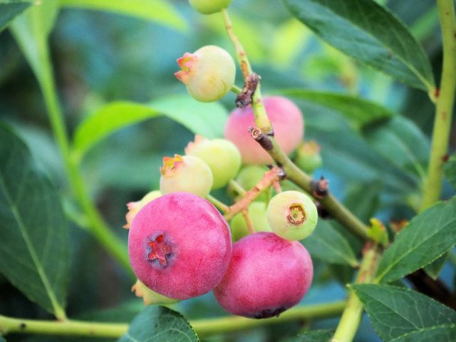 �����ɂ���Ă͒������s���N�F�̃u���[�x���[������܂��B_BBaseFarm�ɓ�(�r�[�x�[�X�t�@�[���C�i)