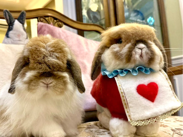 �䂪�Ƃ̃}�h���[�k�ƍ�i_Chocolat Box