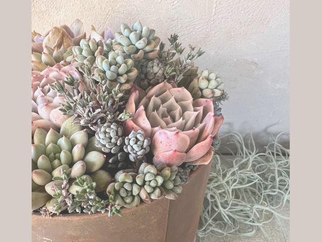 L'atelier de la sorcier