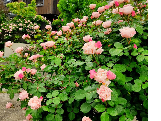 �S�`�T���̓o�����炫�܂�_�o���Ƃ�܂ڂ���