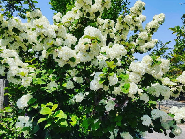 �G�ߖ��ɒ�̗l�q���ς��܂��i�I�I�f�}�������J�j_�o���Ƃ�܂ڂ���