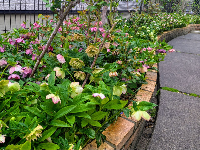 �����̓N���X�}�X���[�Y�̉Ԓd_�o���Ƃ�܂ڂ���