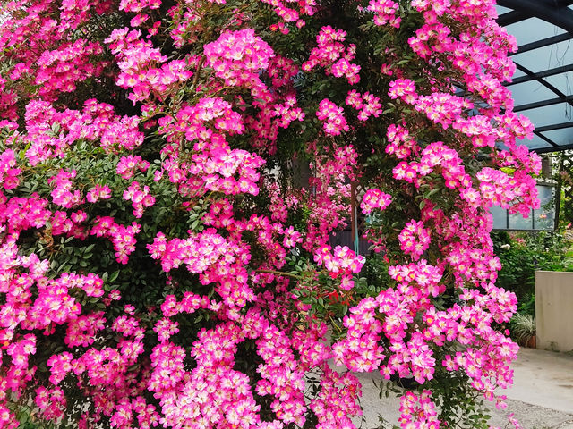 �J�[�|�[�g�̉��ɂ͂�o���́u�����݂́v�A�x�炫��5�����{�ȍ~�������ł�_�o���Ƃ�܂ڂ���