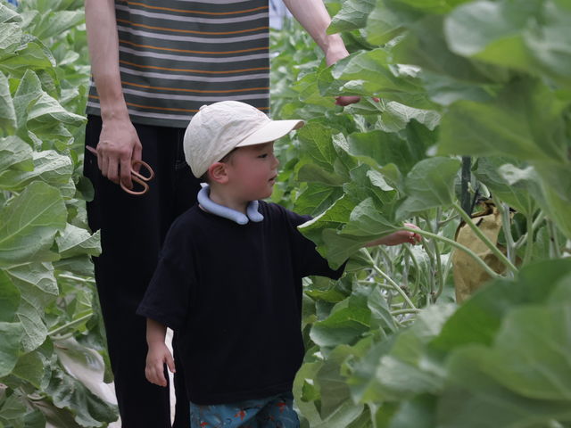 ��߂��farm