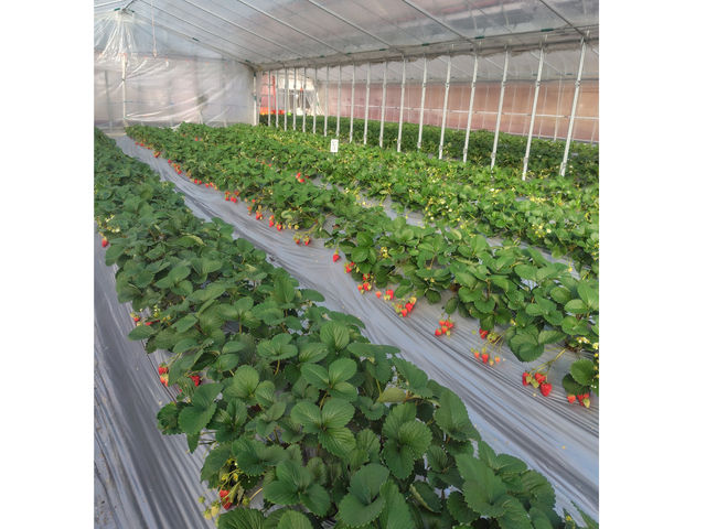 �������̔�