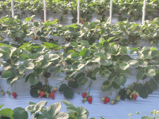 �������̔��̎ʐ^1