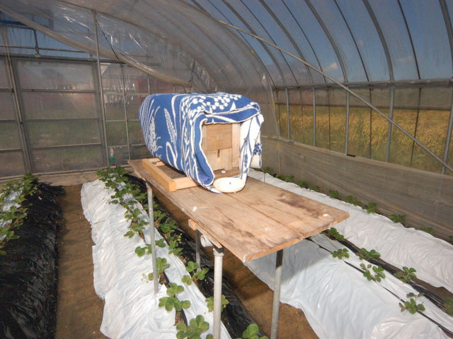 �󕲗p�̖I�̑���_���킱䕔_��