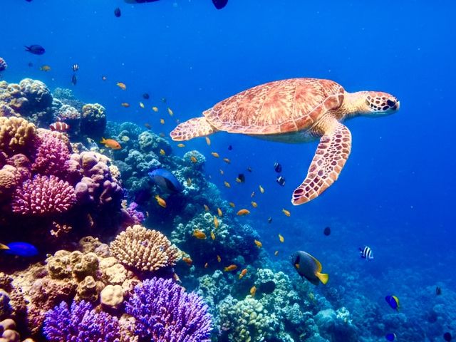 �Ί_����������V�[�T�[