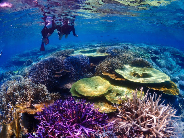 �O���[�r�[�u���[