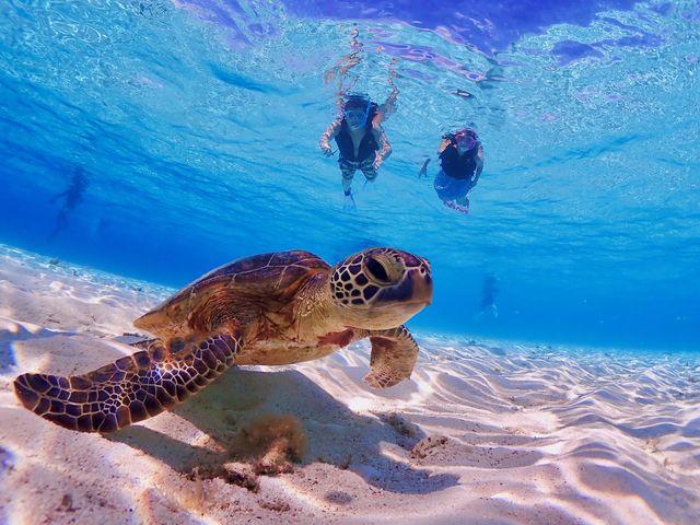 �^���ǂ���΃E�~�K������ɂ�����Ⴄ�����I�H_�O���[�r�[�u���[