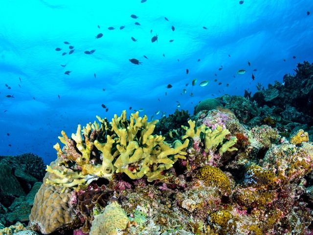 ���[���X��B_�A�N�A�}�����A���e�B�[�i