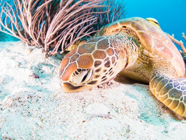 �E�~�K���̂����Q_�A�N�A�}�����A���e�B�[�i