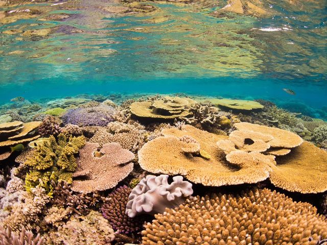 ���[���̂��񂲏�_�A�N�A�}�����A���e�B�[�i