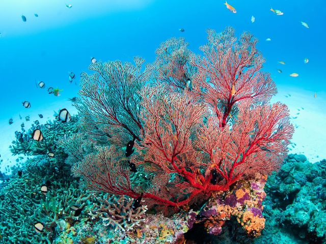 �C����̊C�Y��Ȑ�_�A�N�A�}�����A���e�B�[�i