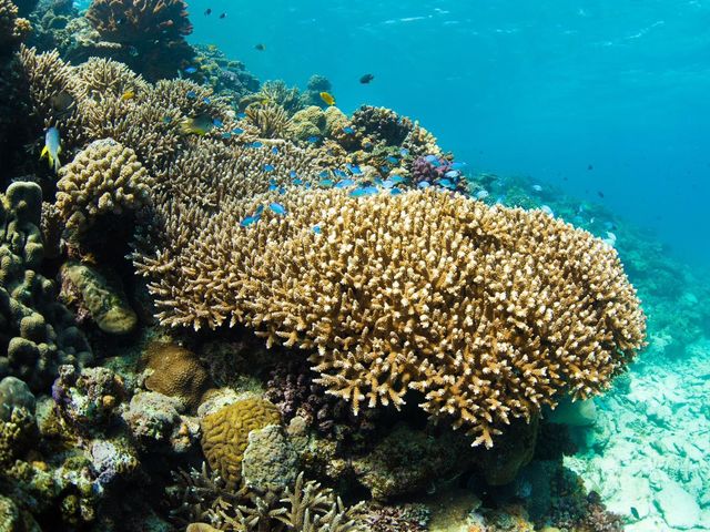 ���[���̎X��_�A�N�A�}�����A���e�B�[�i