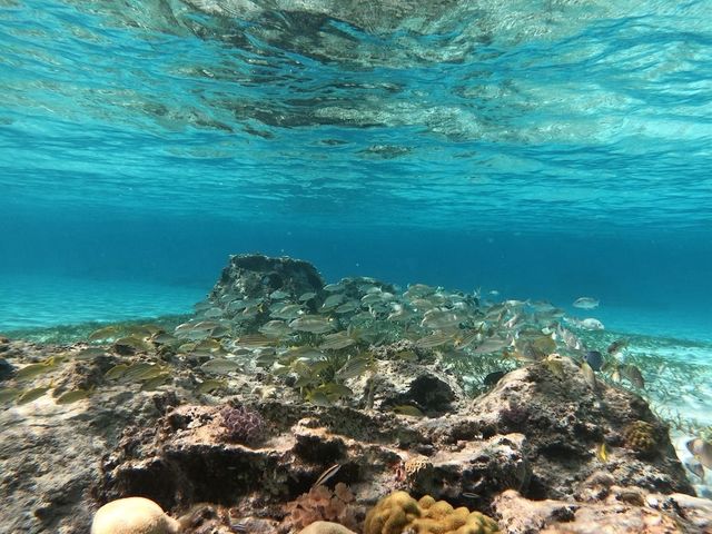 �����x���Q_�A�N�A�}�����A���e�B�[�i