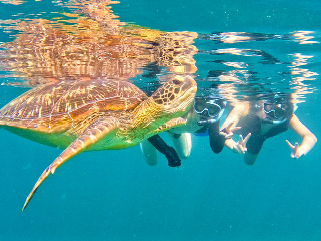 Ί_E~KVm[PIE~KɏoK̃cA[łIΊ_̓ÅC͓ɔłIΊ_όȂE~KVm[P͌܂_South Blue