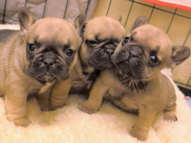 �Ԃ���񌢂����܂ɂ�����_���J�t�F �J�^�m�_�v���X