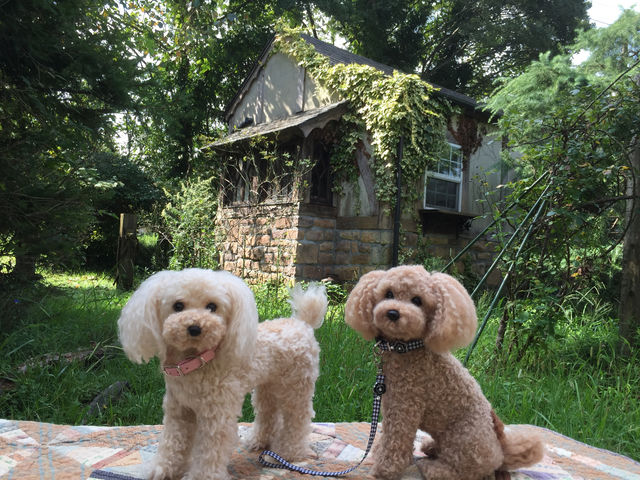 �L���g�p���b�g