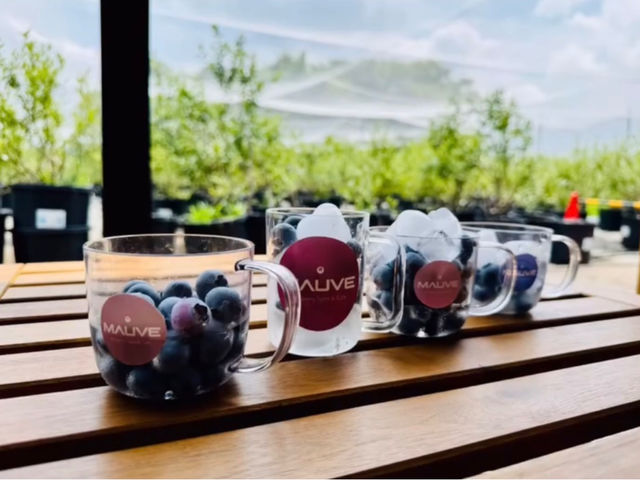 �u���[�x���[�t�@�[��MAUVE�̎ʐ^1