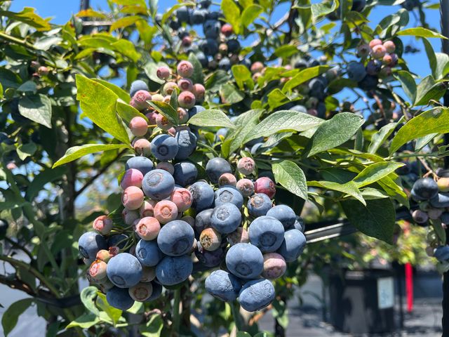 ��������̕i��̐H�ה�ׂ��y���߂܂�_�u���[�x���[�t�@�[���݂���