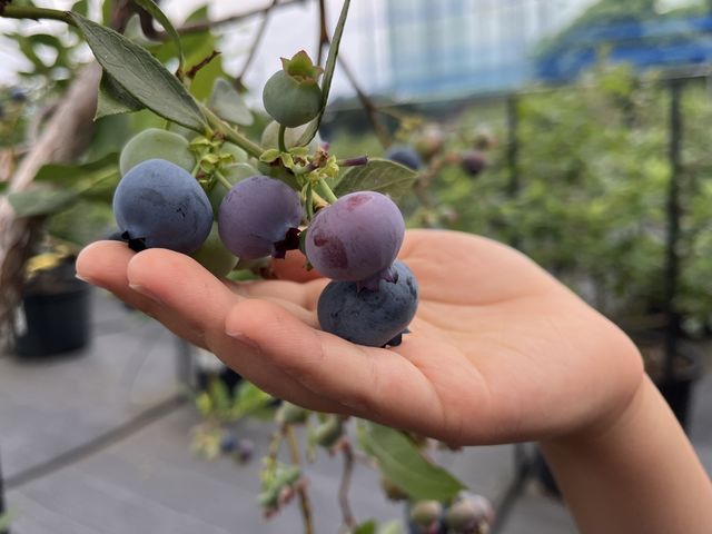 �U���̃n�C�u�b�V���n�u���[�x���[_�u���[�x���[�t�@�[���݂���