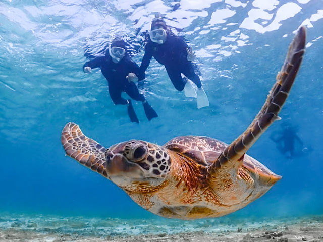 yxQVm[Pz{Ó̊ČȂ炱IIE~Kɂmő_noa {Ó