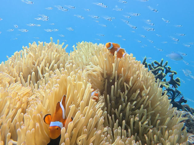 �f���ʐ^�𖳗��v���[���g�I�I_SEADAYS AMAMI