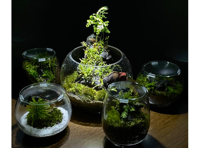 Moss Country