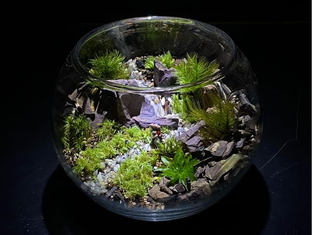 ��i��_Moss Country