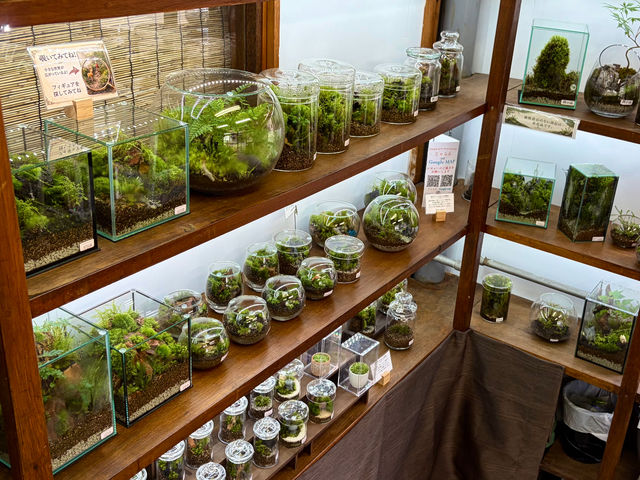 �X�����i_Moss Country